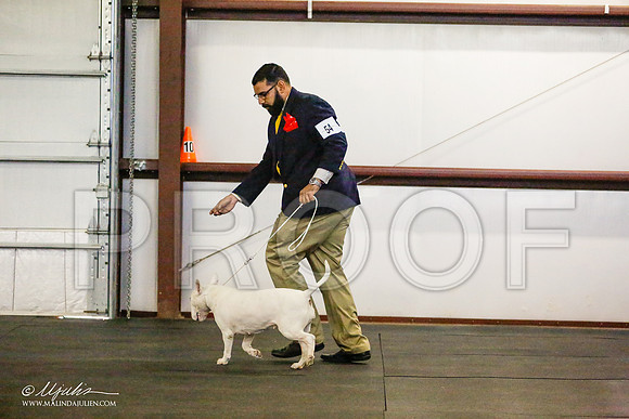 _RH_8859-BullTerrierMar2015-HR3