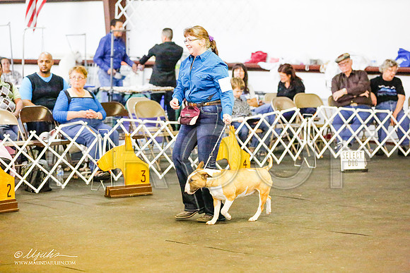 _RH_7821-BullTerrierMar2015-HR3