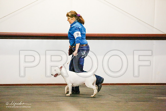 _RH_8555-BullTerrierMar2015-HR3