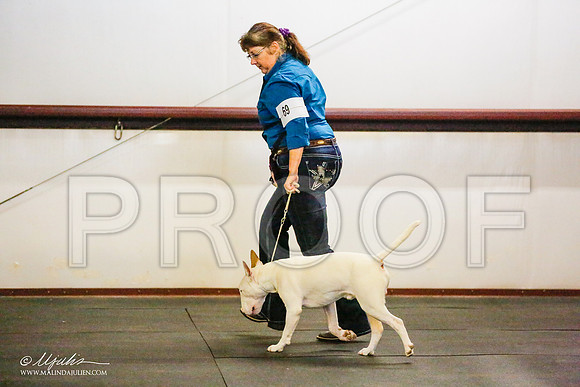 _RH_8270-BullTerrierMar2015-HR3