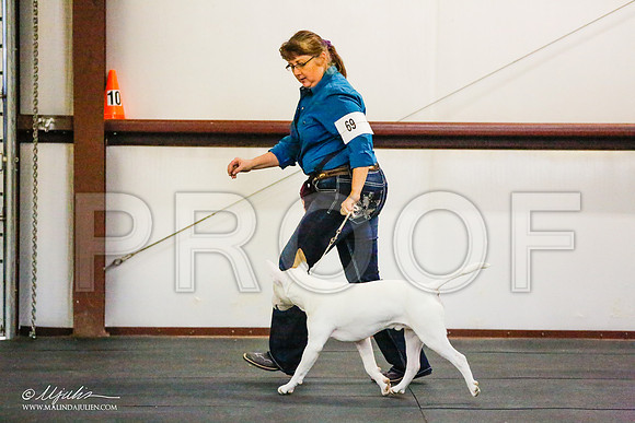 _RH_8271-BullTerrierMar2015-HR3