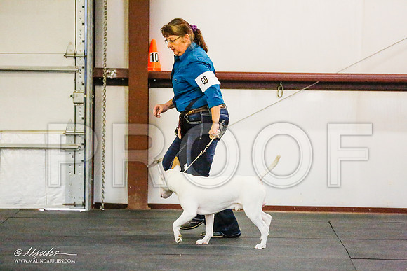 _RH_8273-BullTerrierMar2015-HR3