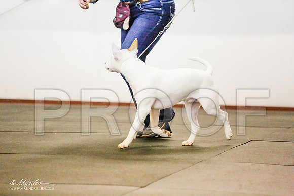 _RH_8284-BullTerrierMar2015-HR3