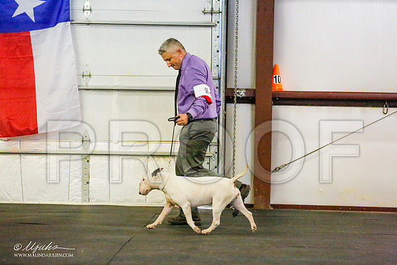 _RH_8647-BullTerrierMar2015-HR3