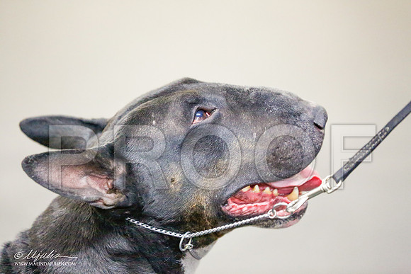_RH_7451-BullTerrierMar2015-HR3