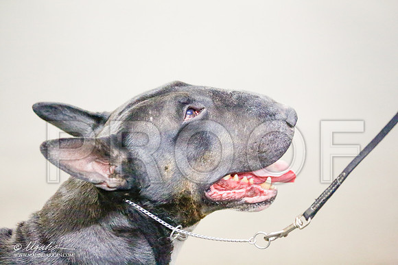 _RH_7453-BullTerrierMar2015-HR3