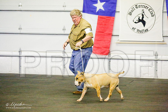 _RH_7931-BullTerrierMar2015-HR3