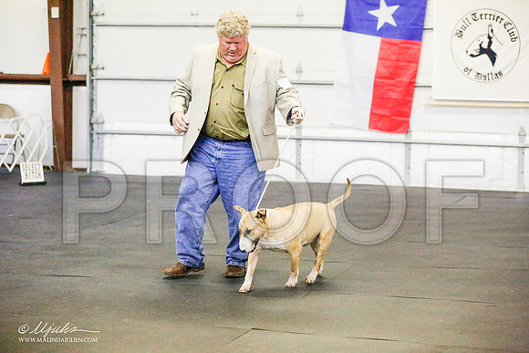 _RH_7203-BullTerrierMar2015-HR3