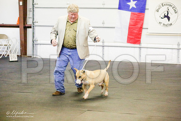 _RH_7204-BullTerrierMar2015-HR3