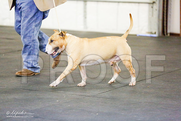 _RH_7210-BullTerrierMar2015-HR3
