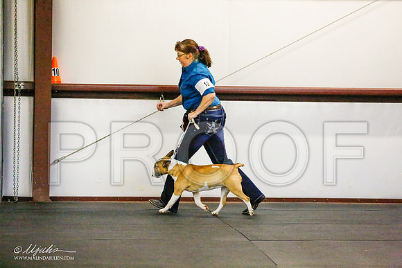 _RH_7895-BullTerrierMar2015-HR3