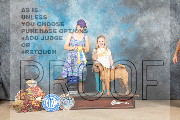 Chinese Shar Pei PEE WEE_MJ_8278_Humble_2022_HR3