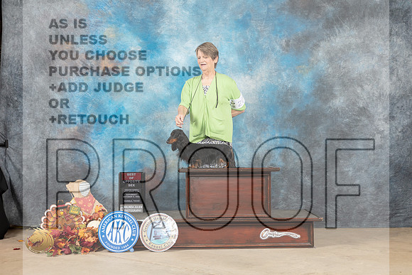 Dachshund Longhaired #20 Sat BOS Judge Danelle Brown_MJ_8154_Humble_2022_HR3