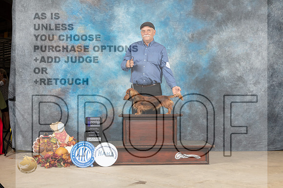 Dachshund Longhaired #9 Sat WD Judge Janet Schwalbe_MJ_7986_Humble_2022_HR3