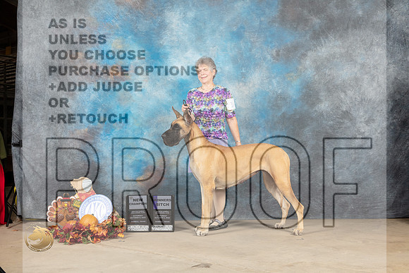 Great Dane #14 Sat WBCh Judge Denise Flain_MJ_7998_Humble_2022_HR3
