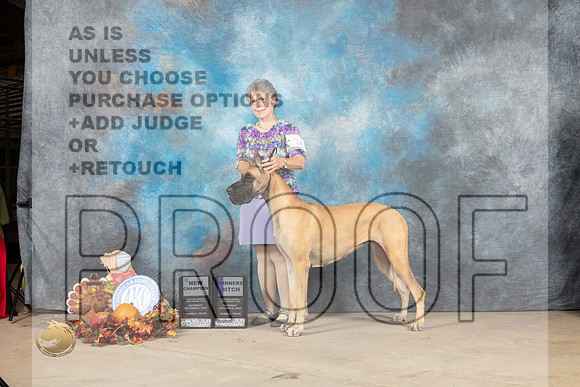 Great Dane #14 Sat WBCh Judge Denise Flain_MJ_8009_Humble_2022_HR3