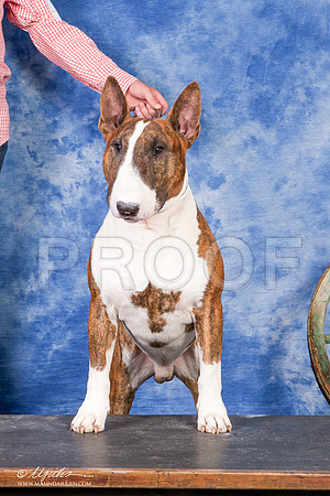 _S2_1820-BullTerrierMar2015-HR3
