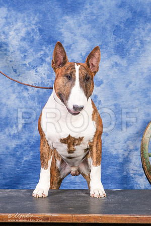 _S2_1823-BullTerrierMar2015-HR3