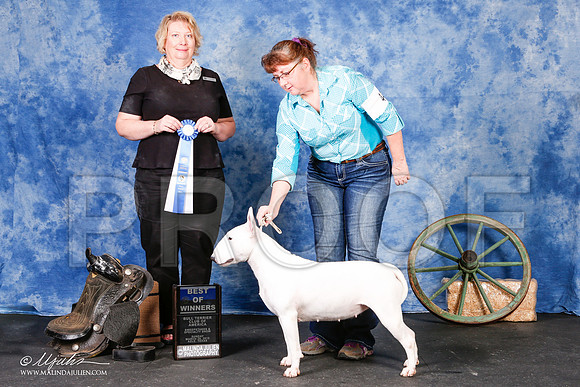 _S2_1866-2-BullTerrierMar2015-HR3