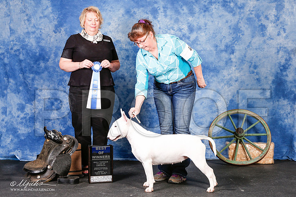 _S2_1867-2-BullTerrierMar2015-HR3