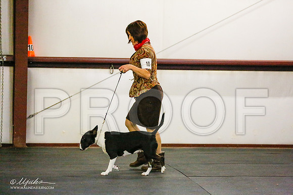 _RH_7735-BullTerrierMar2015-HR3