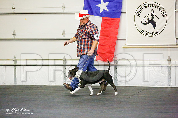 _RH_7974-BullTerrierMar2015-HR3