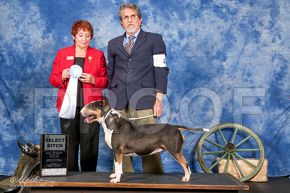 _S2_1721-2-BullTerrierMar2015-HR3