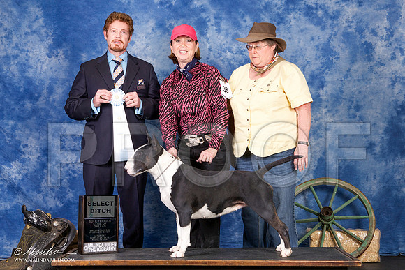 _S2_1788-BullTerrierMar2015-HR3