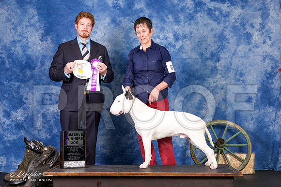 _S2_1777-BullTerrierMar2015-HR3