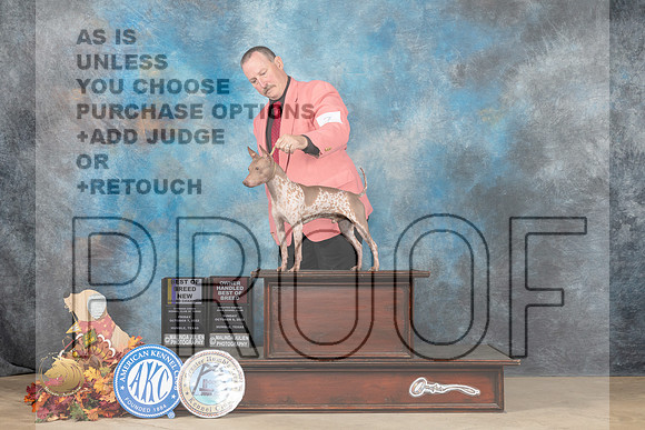 American Hairless Terrier #7 Sun OHBOBBOBGCH Judge Robert Schwalbe_MJ_8802_Humble_2022_HR3