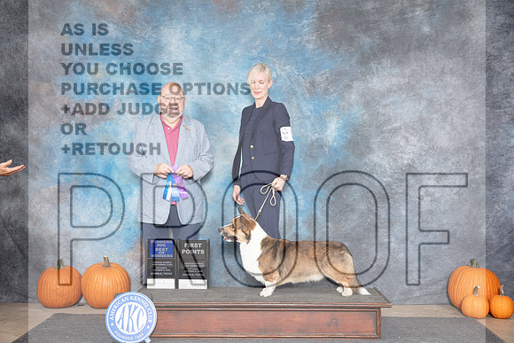 Cardigan Welsh Corgi #17 Sat WDBOW Judge Raymond Filburn__JP_8482_Humble_2024_HR3