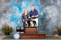 Boston Terrier #? Sat CH Judge?