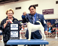 Smooth Fox Terrier Wed #14 Houston July 2012