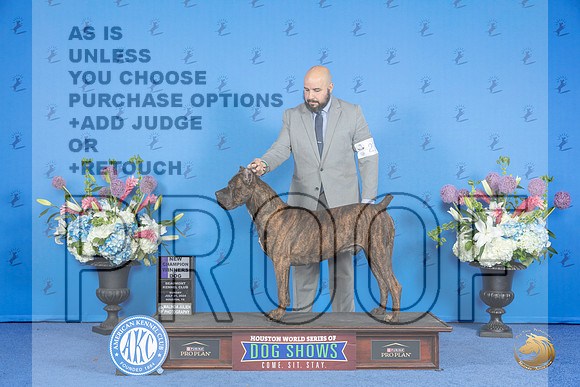 Cane Corso #23 SUN WD NC Judge Nancy Liebes__JP_0020_Houston_2024_HR3