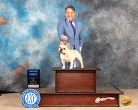French Bulldog #7 Fri G1 Judge Thomason Stanfield Jr