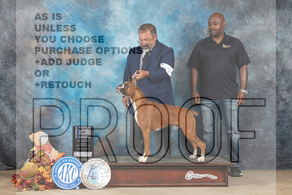 Boxer #9 Sun WDBOW Judge Cindy Meyer_MJ_8829_Humble_2022_HR3