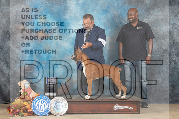 Boxer #9 Sun WDBOW Judge Cindy Meyer_MJ_8831_Humble_2022_HR3
