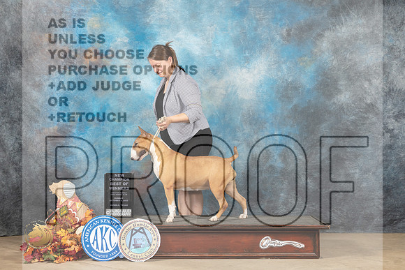 Bull Terrier Colored #10 Sun BOWWBCH Judge Cindy Meyer_MJ_9385_Humble_2022_HR3