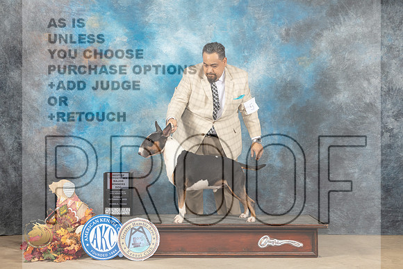 Bull Terrier Colored #5 Sun BOSWDM Judge Cindy Meyer_MJ_9373_Humble_2022_HR3