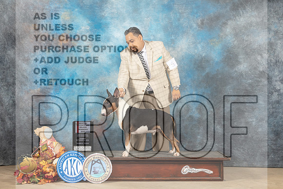 Bull Terrier Colored #5 Sun BOSWDM Judge Cindy Meyer_MJ_9376_Humble_2022_HR3