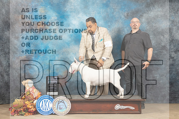 Bull Terrier White #10 Sun SBGCH Judge Cindy Meyer_MJ_9379_Humble_2022_HR3