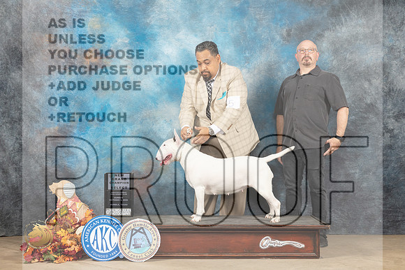 Bull Terrier White #10 Sun SBGCH Judge Cindy Meyer_MJ_9378_Humble_2022_HR3