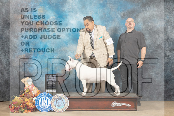 Bull Terrier White #10 Sun SBGCH Judge Cindy Meyer_MJ_9382_Humble_2022_HR3