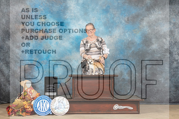 Chihuahua Smooth #5 Sun WDBOWBOS Judge Cindy Meyer_MJ_9030_Humble_2022_HR3