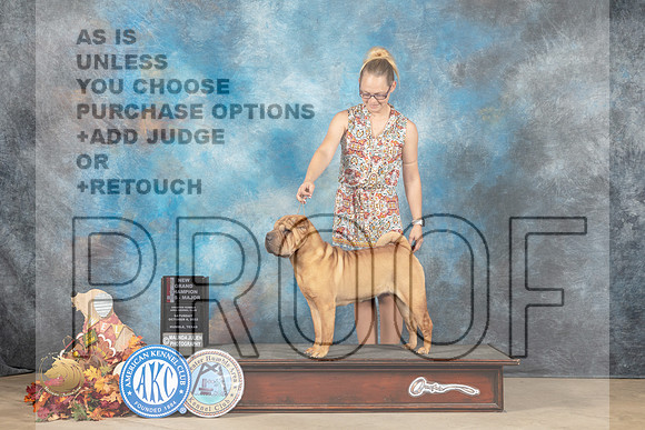 Chinese Shar Pei #16 Sat BOSGCH Judge Kathleen Carter r_MJ_8968_Humble_2022_HR3