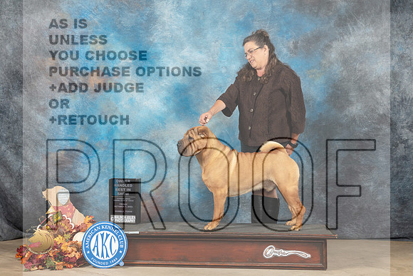 Chinese Shar Pei #5 Fri2 OHBIS Judge John Lucas_MJ_8773_Humble_2022_HR3