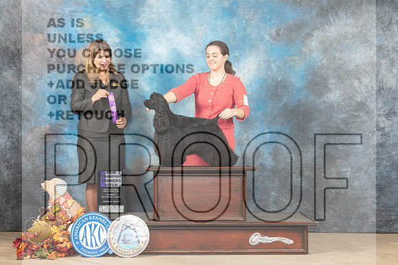 Cocker Spaniel Black #22 Sun WB Judge Mariecel Torres-Young_MJ_9078_Humble_2022_HR3