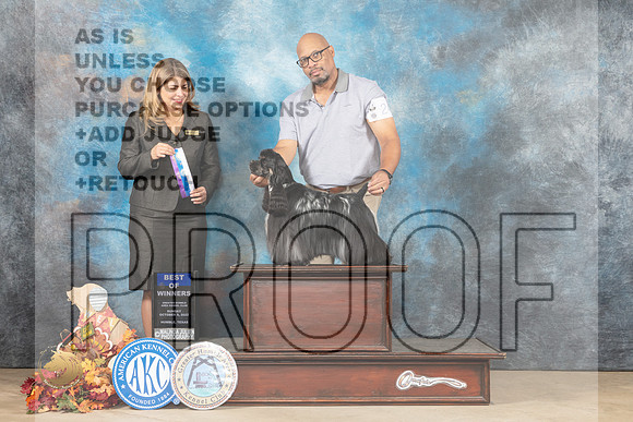 Cocker Spaniel Parti #24 Sun BOW Judge Mariecel Torres-Young_MJ_9073_Humble_2022_HR3