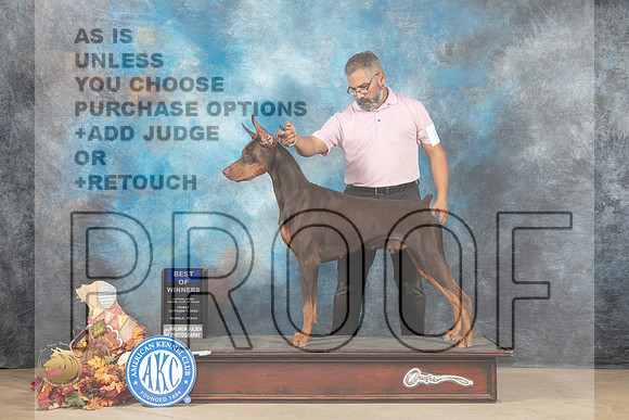 Doberman Pinscher #19 Fri2 BOW Judge Sheila Paske_MJ_9280_Humble_2022_HR3