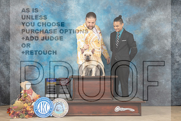 French Bulldog #9 Sun BOBOHBOB Judge Azalea Alvarez_MJ_8907_Humble_2022_HR3